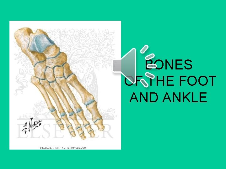 BONES OF THE FOOT AND ANKLE 