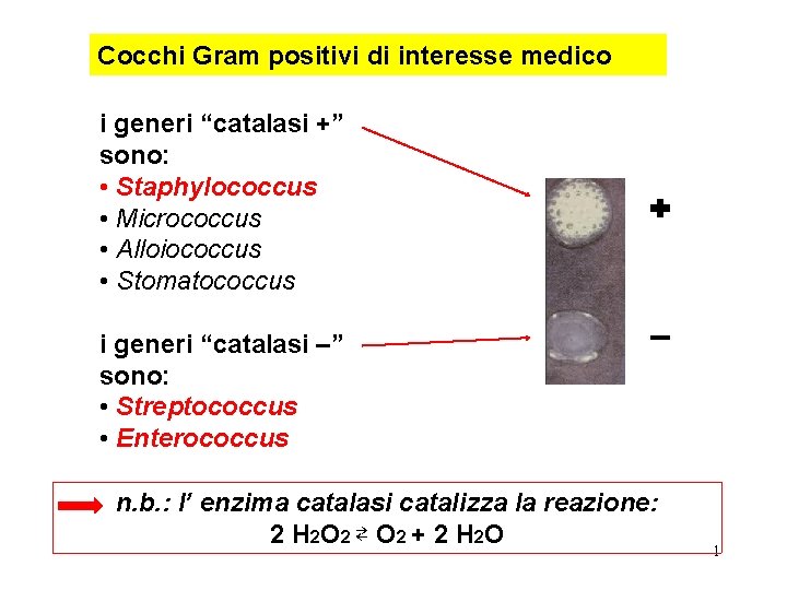 Cocchi Gram positivi di interesse medico i generi “catalasi +” sono: • Staphylococcus •