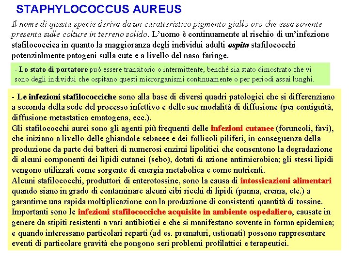 STAPHYLOCOCCUS AUREUS Il nome di questa specie deriva da un caratteristico pigmento giallo oro