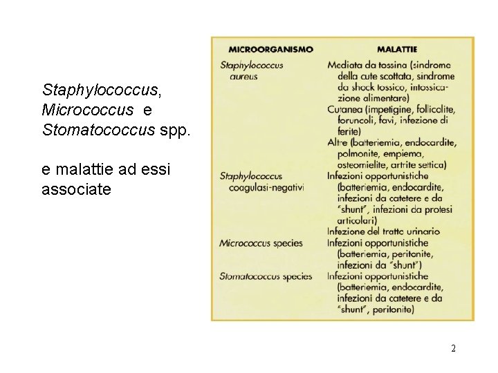 Staphylococcus, Micrococcus e Stomatococcus spp. e malattie ad essi associate 2 