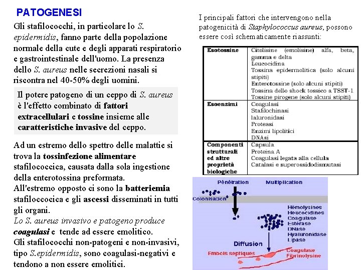 PATOGENESI Gli stafilococchi, in particolare lo S. epidermidis, fanno parte della popolazione normale della