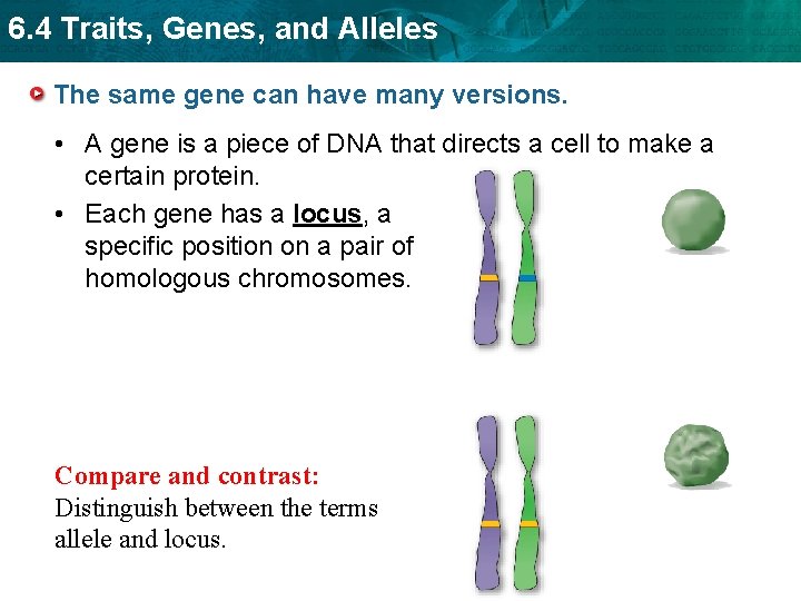 6. 4 Traits, Genes, and Alleles The same gene can have many versions. •