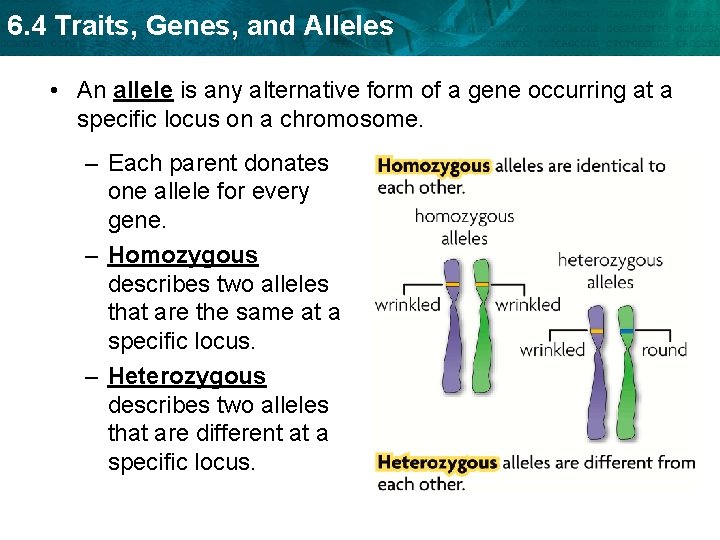 6. 4 Traits, Genes, and Alleles • An allele is any alternative form of