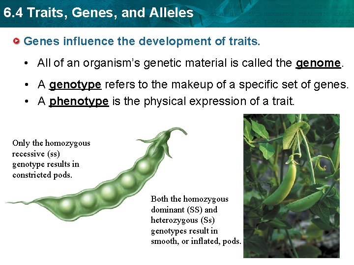 6. 4 Traits, Genes, and Alleles Genes influence the development of traits. • All