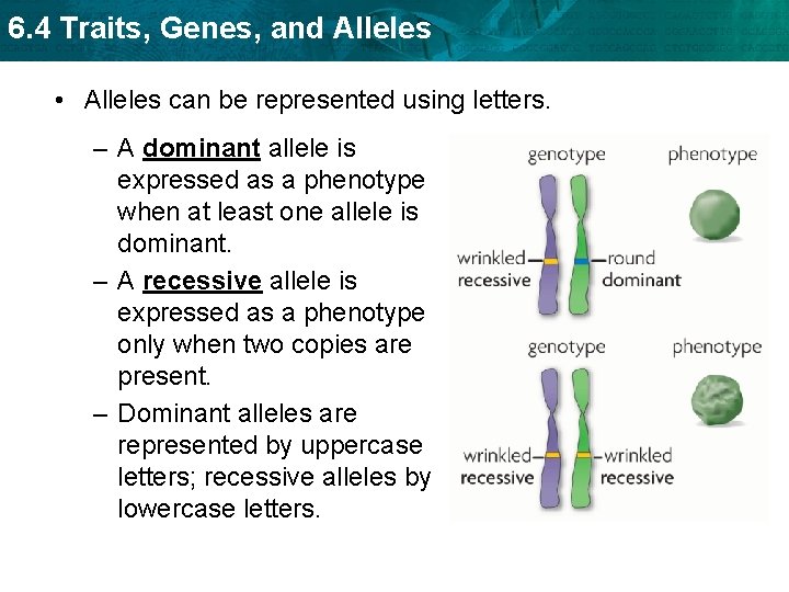 6. 4 Traits, Genes, and Alleles • Alleles can be represented using letters. –