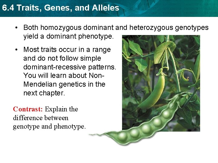 6. 4 Traits, Genes, and Alleles • Both homozygous dominant and heterozygous genotypes yield