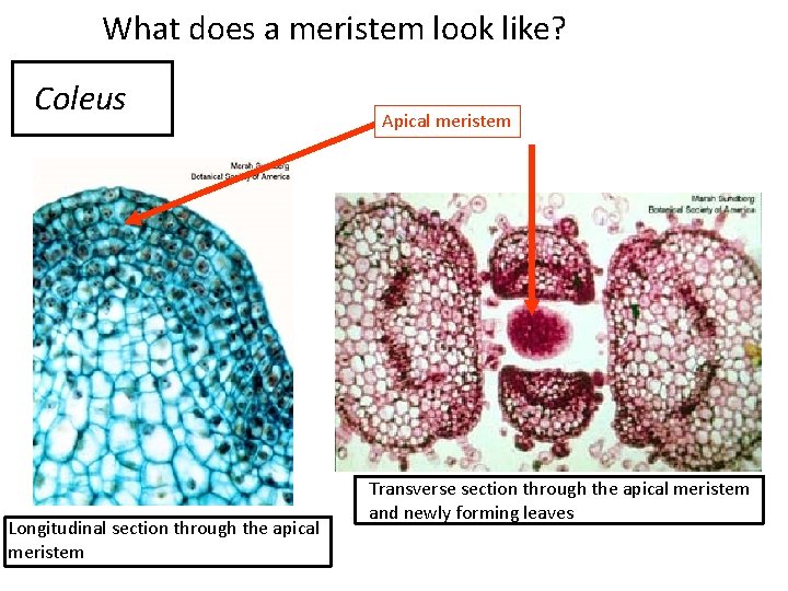 What does a meristem look like? Coleus Longitudinal section through the apical meristem Apical