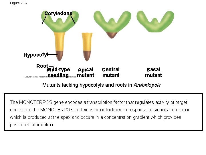 Figure 23 -7 Cotyledons Hypocotyl Root Wild-type seedling Apical mutant Central mutant Basal mutant