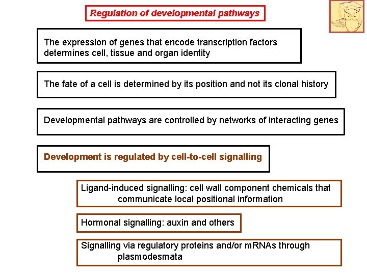 Regulation of developmental pathways The expression of genes that encode transcription factors determines cell,