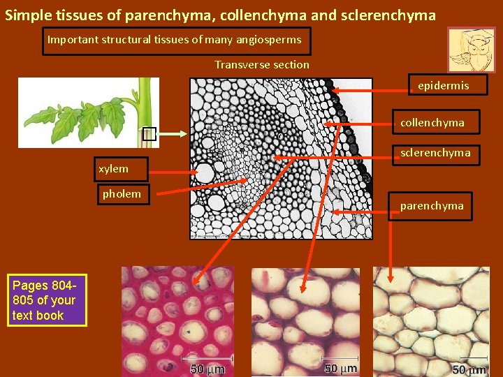 Simple tissues of parenchyma, collenchyma and sclerenchyma Important structural tissues of many angiosperms Transverse