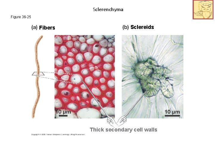 Sclerenchyma Figure 36 -25 Fibers Sclereids Thick secondary cell walls 