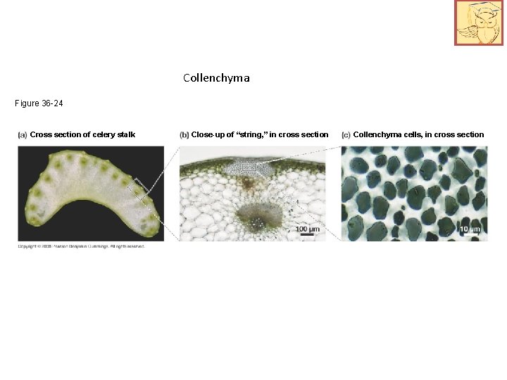 Collenchyma Figure 36 -24 Cross section of celery stalk Close-up of “string, ” in