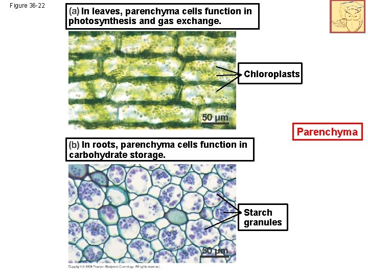 Figure 36 -22 In leaves, parenchyma cells function in photosynthesis and gas exchange. Chloroplasts