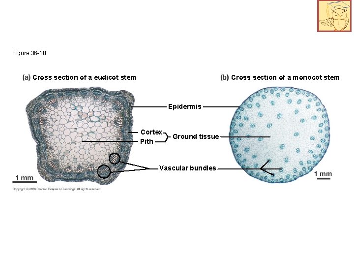 Figure 36 -18 Cross section of a eudicot stem Cross section of a monocot