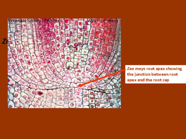 Zea mays root apex showing the junction between root apex and the root cap