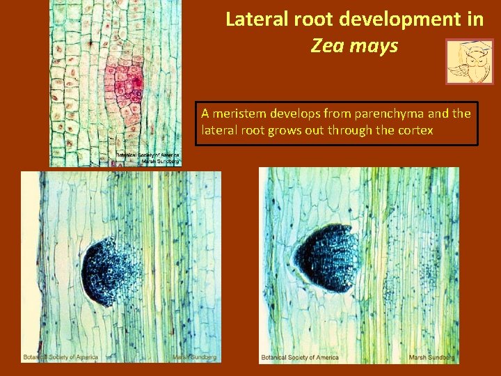 Lateral root development in Zea mays A meristem develops from parenchyma and the lateral