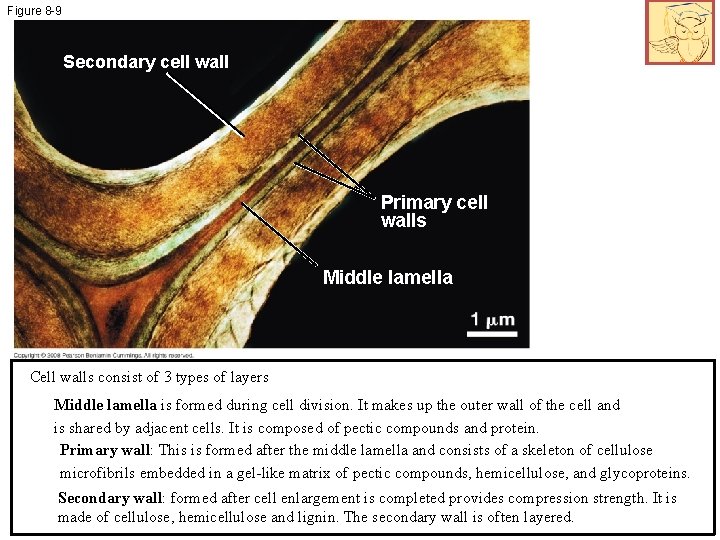 Figure 8 -9 Secondary cell wall Primary cell walls Middle lamella Cell walls consist