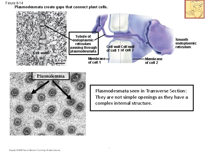 Figure 8 -14 Plasmodesmata create gaps that connect plant cells. Cell walls Tubule of