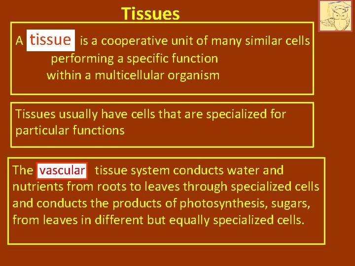 Tissues A tissue is a cooperative unit of many similar cells performing a specific