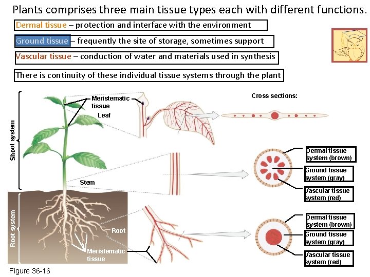 Plants comprises three main tissue types each with different functions. Dermal tissue – protection