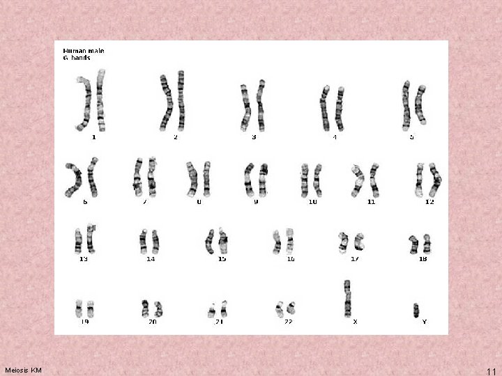 Meiosis KM 11 