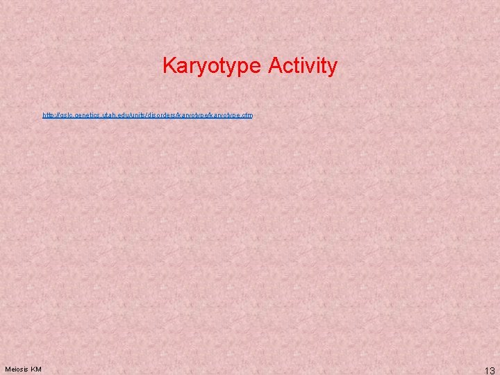 Karyotype Activity http: //gslc. genetics. utah. edu/units/disorders/karyotype. cfm Meiosis KM 13 