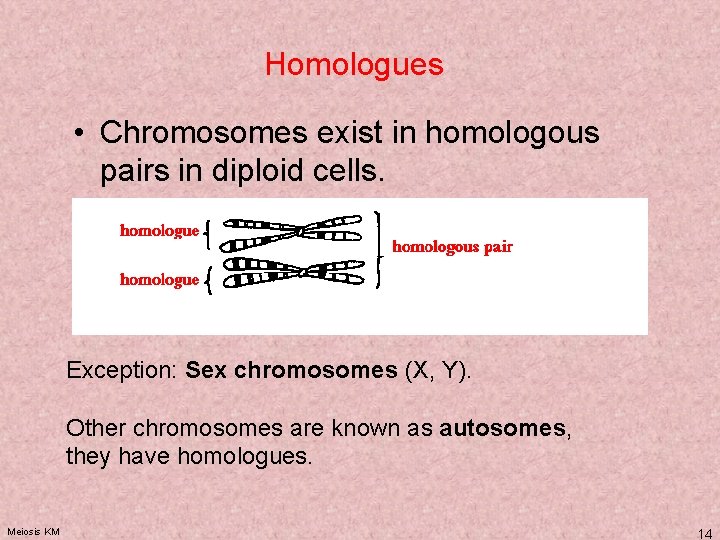 Homologues • Chromosomes exist in homologous pairs in diploid cells. Exception: Sex chromosomes (X,