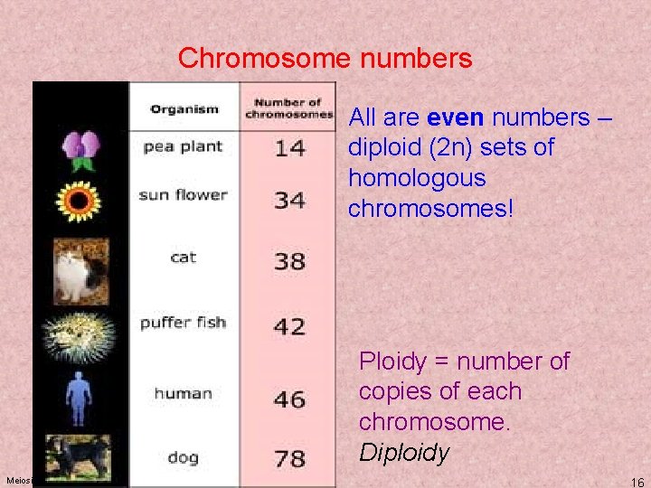 Chromosome numbers All are even numbers – diploid (2 n) sets of homologous chromosomes! Chromosome numbers All are even numbers – diploid (2 n) sets of homologous chromosomes!