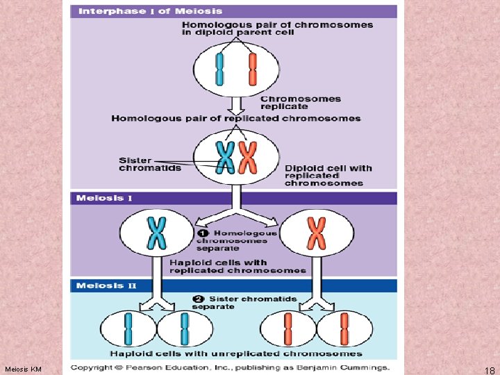 Meiosis KM 18 