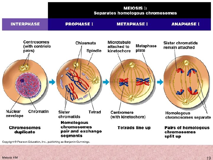 Meiosis KM 19 