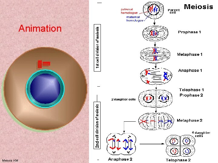 Animation Meiosis KM 21 