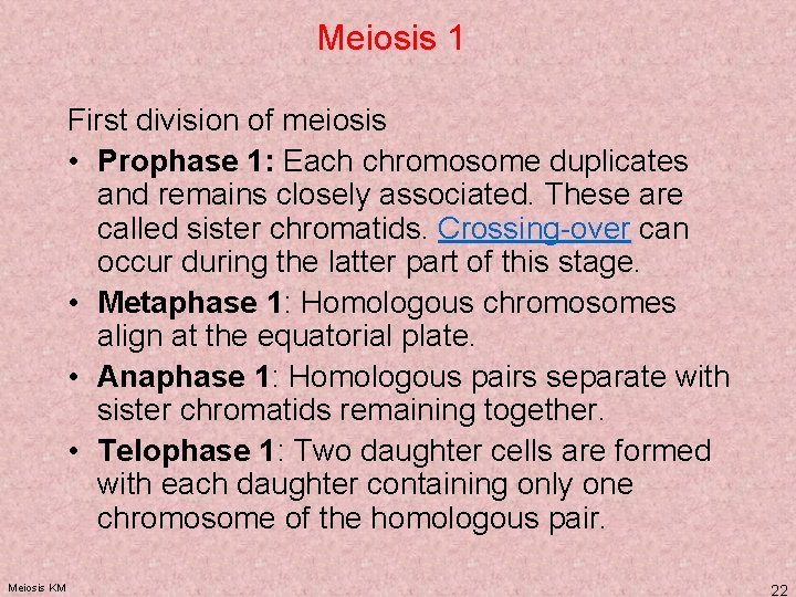 Meiosis 1 First division of meiosis • Prophase 1: Each chromosome duplicates and remains