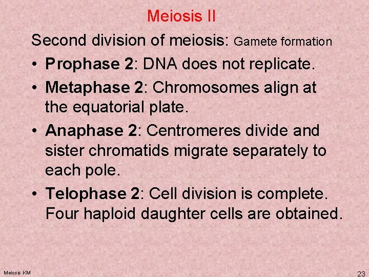 Meiosis II Second division of meiosis: Gamete formation • Prophase 2: DNA does not