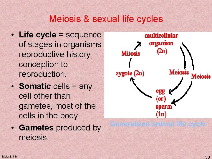 Meiosis & sexual life cycles • Life cycle = sequence of stages in organisms