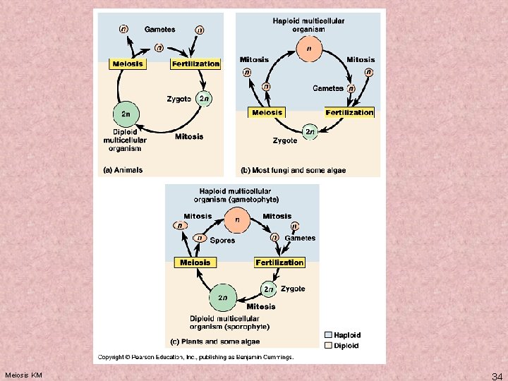 Meiosis KM 34 Meiosis KM 34