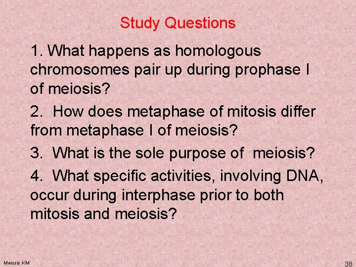 Study Questions 1. What happens as homologous chromosomes pair up during prophase I of