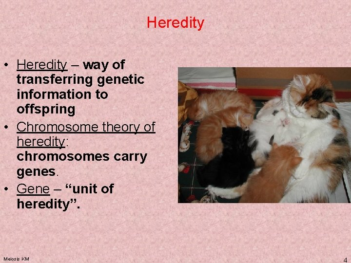 Heredity • Heredity – way of transferring genetic information to offspring • Chromosome theory