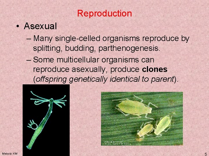 Reproduction • Asexual – Many single-celled organisms reproduce by splitting, budding, parthenogenesis. – Some