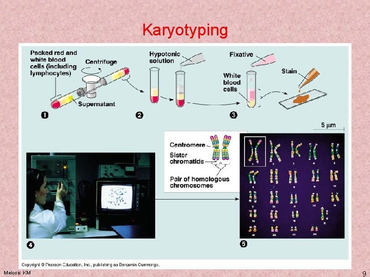 Karyotyping Meiosis KM 9 Karyotyping Meiosis KM 9