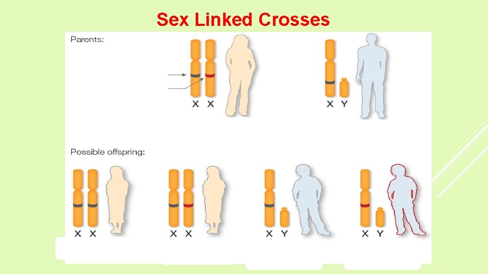 Sex Linked Crosses 