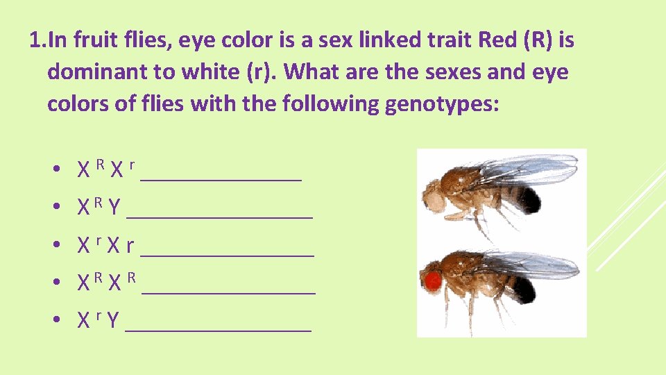 1. In fruit flies, eye color is a sex linked trait Red (R) is