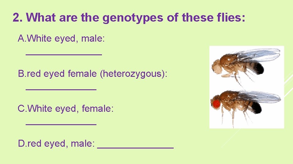 2. What are the genotypes of these flies: A. White eyed, male: _______ B.