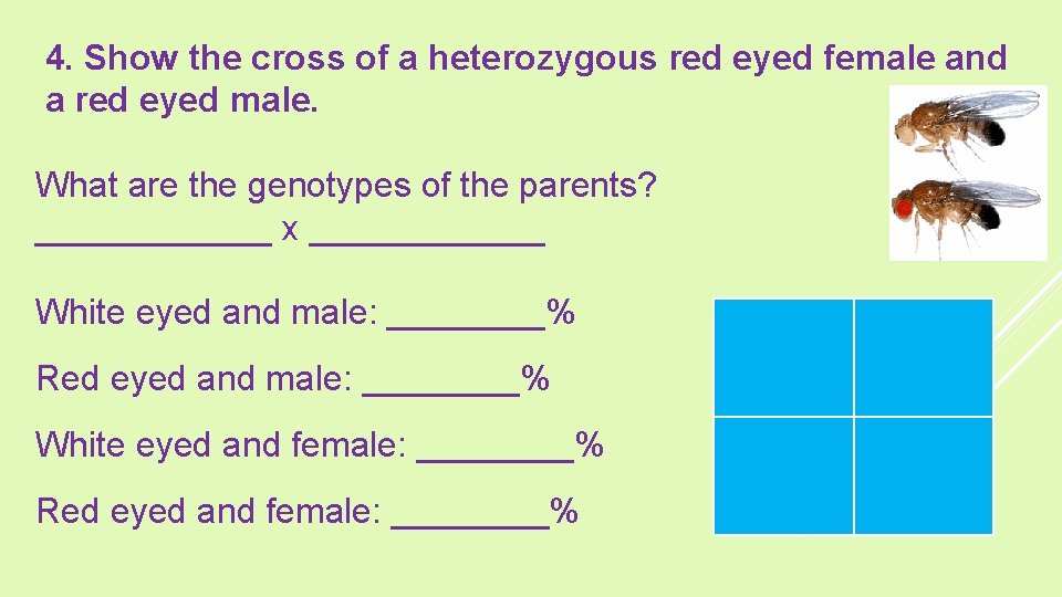 4. Show the cross of a heterozygous red eyed female and a red eyed