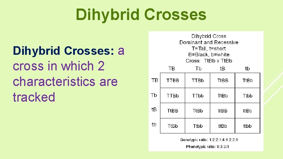 Dihybrid Crosses: a cross in which 2 characteristics are tracked 