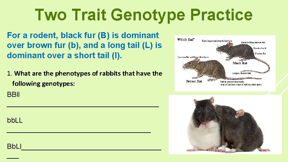 Two Trait Genotype Practice For a rodent, black fur (B) is dominant over brown