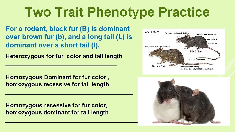 Two Trait Phenotype Practice For a rodent, black fur (B) is dominant over brown