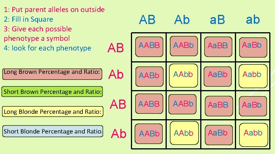 1: Put parent alleles on outside 2: Fill in Square 3: Give each possible