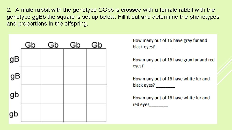 2. A male rabbit with the genotype GGbb is crossed with a female rabbit