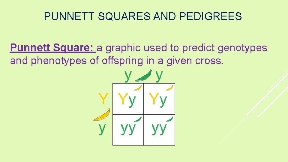 PUNNETT SQUARES AND PEDIGREES Punnett Square: a graphic used to predict genotypes and phenotypes