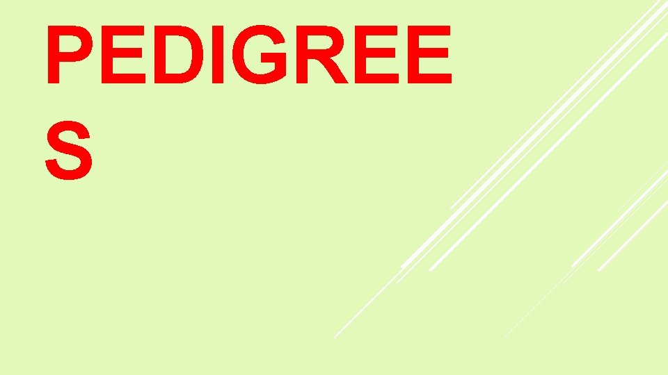 PEDIGREE S 